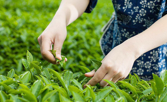 植物黃酮類(lèi)